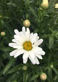 Leucanthemum superbum 'Daisy Duke'